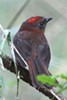 Habia � gorge rouge (Habia fuscicauda) - Panama