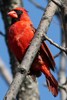 Cardinal rouge (Cardinalis cardinalis) - Canada
