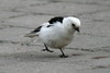 Bruant des neiges (Plectrophenax nivalis) - Spitzberg