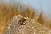 Snow Bunting (Plectrophenax nivalis) - France