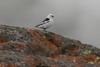 Snow Bunting (Plectrophenax nivalis) - Spitzberg