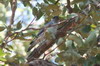 Indian Cuckooshrike (Coracina macei) - India