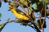 Scarlet Minivet (Pericrocotus flammeus) - Cambodia