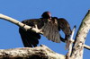 Urubu  tte rouge (Cathartes aura) - Cuba