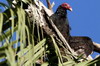 Urubu  tte rouge (Cathartes aura) - Cuba