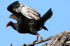 Turkey Vulture (Cathartes aura) - Cuba