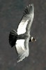 Andean Condor (Vultur gryphus) - Peru