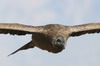Andean Condor (Vultur gryphus) - Peru