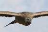 Condor des Andes (Vultur gryphus) - Prou