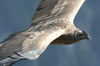 Condor des Andes (Vultur gryphus) - Pérou