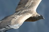 Andean Condor (Vultur gryphus) - Peru