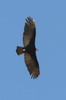 Greater Yellow-headed Vulture (Cathartes melambrotus) - Peru