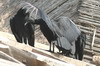 Urubu noir (Coragyps atratus) - Pérou