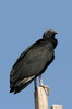 American Black Vulture (Coragyps atratus) - Peru