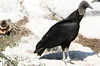 Urubu noir (Coragyps atratus) - Mexique