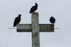 American Black Vulture (Coragyps atratus) - Costa-Rica