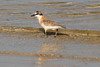 White-fronted Plover (Charadrius marginatus) - Madagascar