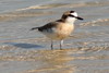 Pluvier  front blanc (Charadrius marginatus) - Madagascar