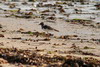 Madagascar Three-banded Plover (Charadrius bifrontatus) - Madagascar