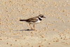 Common Ringed Plover (Charadrius hiaticula) - Madagascar