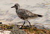 Grey Plover (Pluvialis squatarola) - Madagascar