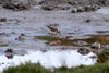 Pluvier ptre (Charadrius pecuarius) - Madagascar