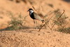 Vanneau à éperons (Vanellus spinosus) - Egypte