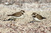 Semipalmated Plover (Charadrius semipalmatus) - Galapagos Islands