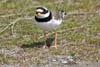 Common Ringed Plover (Charadrius hiaticula) - France