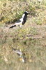 Vanneau armé (Vanellus armatus) - Botswana