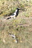 Blacksmith Lapwing (Vanellus armatus) - Botswana