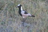 Blacksmith Lapwing (Vanellus armatus) - Botswana