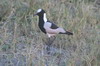 Vanneau arm (Vanellus armatus) - Botswana