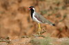Red-wattled Lapwing (Vanellus indicus) - India