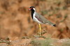 Vanneau indien (Vanellus indicus) - Inde