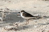 Wilson's Plover (Charadrius wilsonia) - Cuba