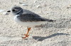 Piping Plover (Charadrius melodus) - Cuba