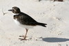 Wilson's Plover (Charadrius wilsonia) - Cuba