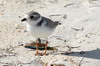 Piping Plover (Charadrius melodus) - Cuba