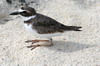 Wilson's Plover (Charadrius wilsonia) - Cuba