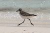 Grey Plover (Pluvialis squatarola) - Cuba