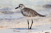 Grey Plover (Pluvialis squatarola) - Cuba