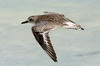 Grey Plover (Pluvialis squatarola) - Cuba