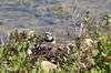 Petit Gravelot (Charadrius dubius) - France