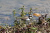 Little Ringed Plover (Charadrius dubius) - France