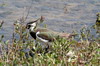 Vanneau hupp (Vanellus vanellus) - France