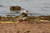 Andean Lapwing (Vanellus resplendens) - Peru