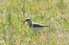 Andean Lapwing (Vanellus resplendens) - Peru