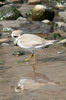 Common Ringed Plover (Charadrius hiaticula) - Madeira