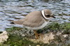 Grand Gravelot (Charadrius hiaticula) - Madre